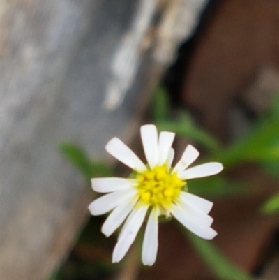 Vittadinia muelleri (Narrow-leafed New Holland Daisy) at Mundoonen Nature Reserve - 13 Feb 2021 by tpreston