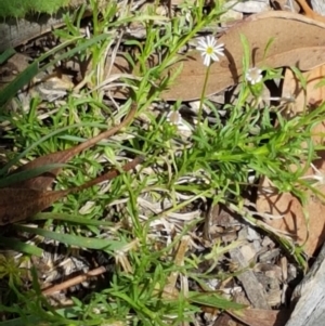 Vittadinia muelleri at Lade Vale, NSW - 13 Feb 2021