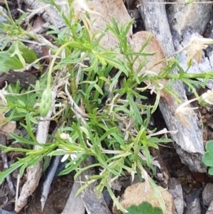 Vittadinia muelleri at Lade Vale, NSW - 13 Feb 2021