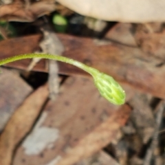 Vittadinia muelleri at Lade Vale, NSW - 13 Feb 2021