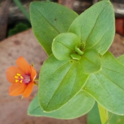 Lysimachia arvensis (Scarlet Pimpernel) at Mundoonen Nature Reserve - 13 Feb 2021 by tpreston