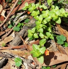 Lysimachia arvensis at Lade Vale, NSW - 13 Feb 2021