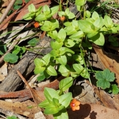 Lysimachia arvensis at Lade Vale, NSW - 13 Feb 2021
