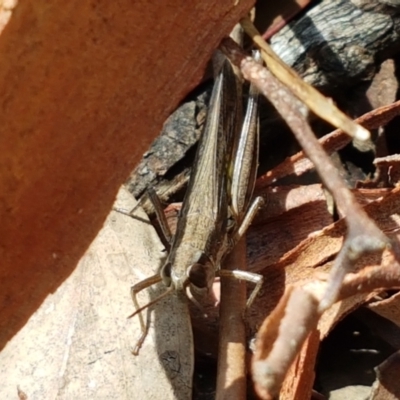 Macrotona australis (Common Macrotona Grasshopper) at Mundoonen Nature Reserve - 13 Feb 2021 by tpreston