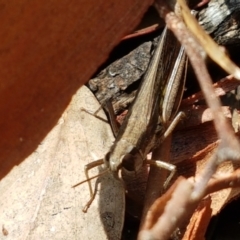 Macrotona australis at Lade Vale, NSW - 13 Feb 2021