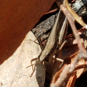 Macrotona australis at Lade Vale, NSW - 13 Feb 2021 11:50 AM