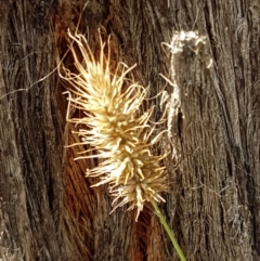 Echinopogon sp. (Hedgehog Grass) at Mundoonen Nature Reserve - 13 Feb 2021 by tpreston
