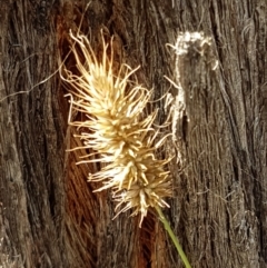Echinopogon (genus) (Hedgehog Grass) at Lade Vale, NSW - 13 Feb 2021 by trevorpreston