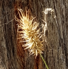 Echinopogon sp. (Hedgehog Grass) at Lade Vale, NSW - 13 Feb 2021 by trevorpreston