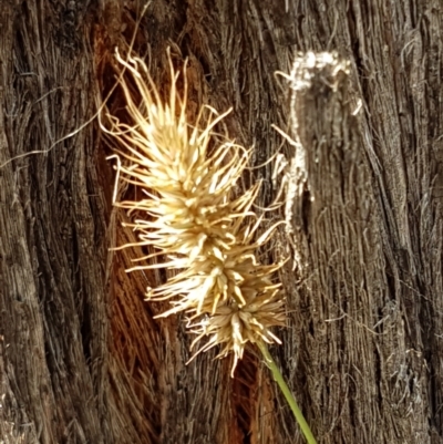 Echinopogon sp. (Hedgehog Grass) at Mundoonen Nature Reserve - 13 Feb 2021 by trevorpreston