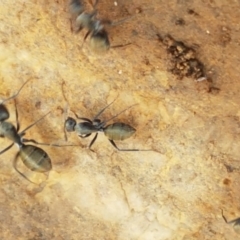 Camponotus aeneopilosus (A Golden-tailed sugar ant) at Lade Vale, NSW - 13 Feb 2021 by trevorpreston