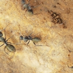 Camponotus aeneopilosus (A Golden-tailed sugar ant) at Mundoonen Nature Reserve - 13 Feb 2021 by tpreston