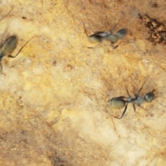 Camponotus aeneopilosus at Lade Vale, NSW - 13 Feb 2021