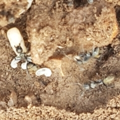 Camponotus aeneopilosus at Lade Vale, NSW - 13 Feb 2021