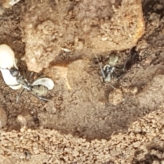 Camponotus aeneopilosus at Lade Vale, NSW - 13 Feb 2021