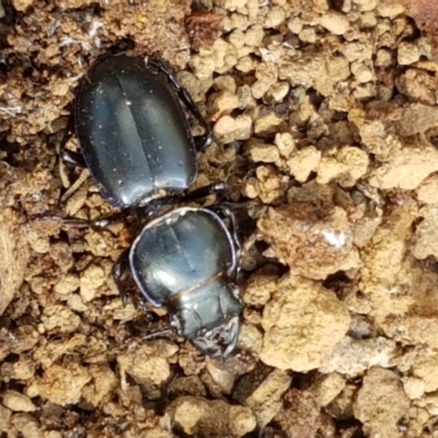 Carenum (genus) (Predatory ground beetle) at Lade Vale, NSW - 13 Feb 2021 by trevorpreston