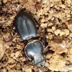 Carenum sp. (genus) at Lade Vale, NSW - 13 Feb 2021 11:42 AM