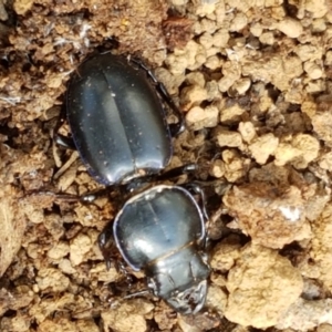 Carenum sp. (genus) at Lade Vale, NSW - 13 Feb 2021 11:42 AM