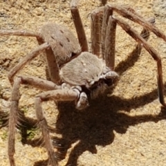 Isopeda (genus) (Huntsman Spider) at Lade Vale, NSW - 13 Feb 2021 by trevorpreston