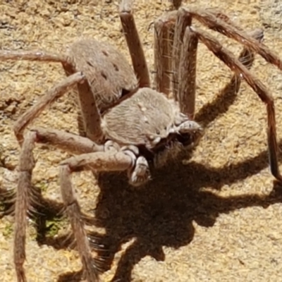 Isopeda sp. (genus) (Huntsman Spider) at Mundoonen Nature Reserve - 13 Feb 2021 by trevorpreston
