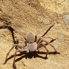 Isopeda sp. (genus) at Lade Vale, NSW - 13 Feb 2021