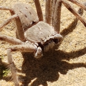 Isopeda sp. (genus) at Lade Vale, NSW - 13 Feb 2021