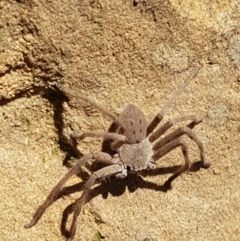 Isopeda sp. (genus) at Lade Vale, NSW - 13 Feb 2021