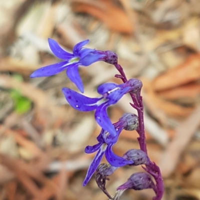 Lobelia gibbosa (Tall Lobelia) at Lade Vale, NSW - 13 Feb 2021 by trevorpreston