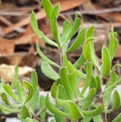 Persoonia rigida (Hairy Geebung) at Mundoonen Nature Reserve - 13 Feb 2021 by tpreston