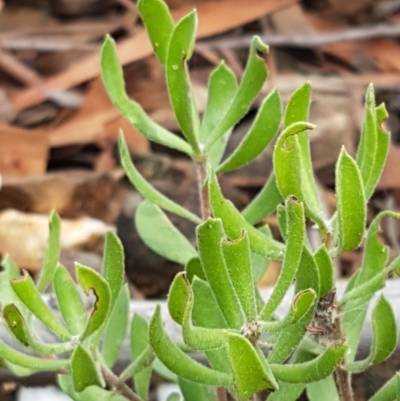 Persoonia rigida (Hairy Geebung) at Mundoonen Nature Reserve - 13 Feb 2021 by trevorpreston