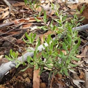 Persoonia rigida at Lade Vale, NSW - 13 Feb 2021