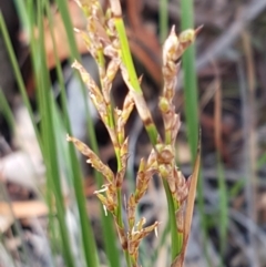 Lepidosperma laterale (Variable Sword Sedge) at Lade Vale, NSW - 13 Feb 2021 by tpreston