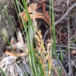 Lepidosperma laterale at Lade Vale, NSW - 13 Feb 2021