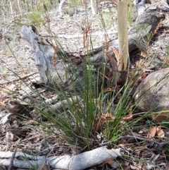 Lepidosperma laterale at Lade Vale, NSW - 13 Feb 2021