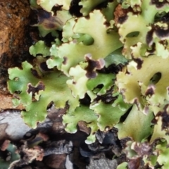 Heterodea sp. (A lichen) at Mundoonen Nature Reserve - 13 Feb 2021 by trevorpreston