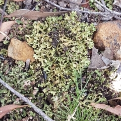 Heterodea sp. at Lade Vale, NSW - 13 Feb 2021 11:28 AM