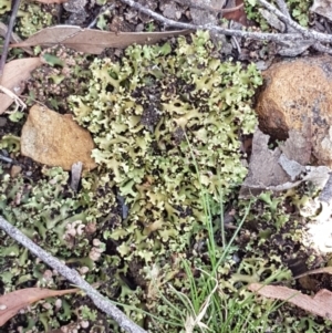 Heterodea sp. at Lade Vale, NSW - 13 Feb 2021