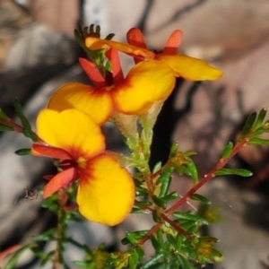 Dillwynia phylicoides at Lade Vale, NSW - 13 Feb 2021