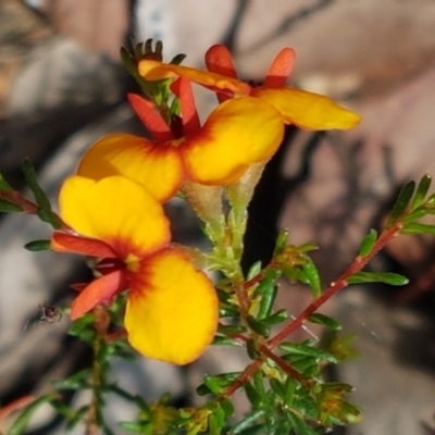 Dillwynia phylicoides (A Parrot-pea) at Lade Vale, NSW - 13 Feb 2021 by trevorpreston