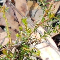 Dillwynia phylicoides at Lade Vale, NSW - 13 Feb 2021