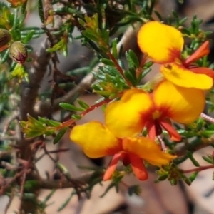 Dillwynia phylicoides at Lade Vale, NSW - 13 Feb 2021