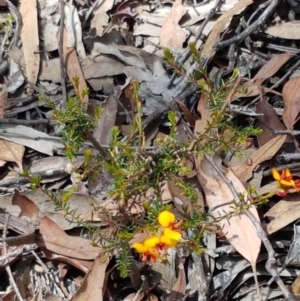 Dillwynia phylicoides at Lade Vale, NSW - 13 Feb 2021