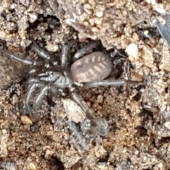 Paraembolides sp. (genus) (A Slender Funnel-web spider) at Mundoonen Nature Reserve - 13 Feb 2021 by trevorpreston