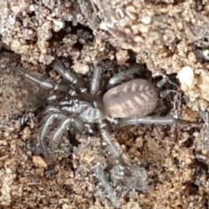 Paraembolides sp. (genus) at Lade Vale, NSW - 13 Feb 2021