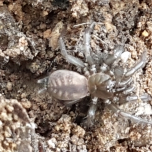 Paraembolides sp. (genus) at Lade Vale, NSW - 13 Feb 2021