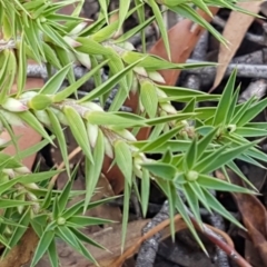 Melichrus urceolatus (Urn Heath) at Lade Vale, NSW - 13 Feb 2021 by trevorpreston