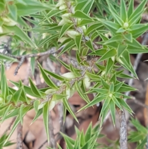 Melichrus urceolatus at Lade Vale, NSW - 13 Feb 2021