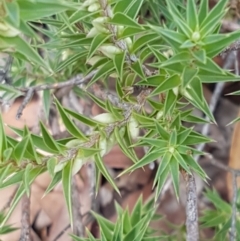 Melichrus urceolatus at Lade Vale, NSW - 13 Feb 2021 11:26 AM