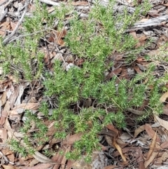 Melichrus urceolatus at Lade Vale, NSW - 13 Feb 2021