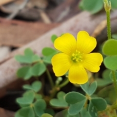 Oxalis sp. (Wood Sorrel) at Mundoonen Nature Reserve - 13 Feb 2021 by trevorpreston